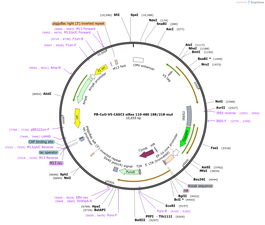 158544-plasmid-map-sequence-id-311559