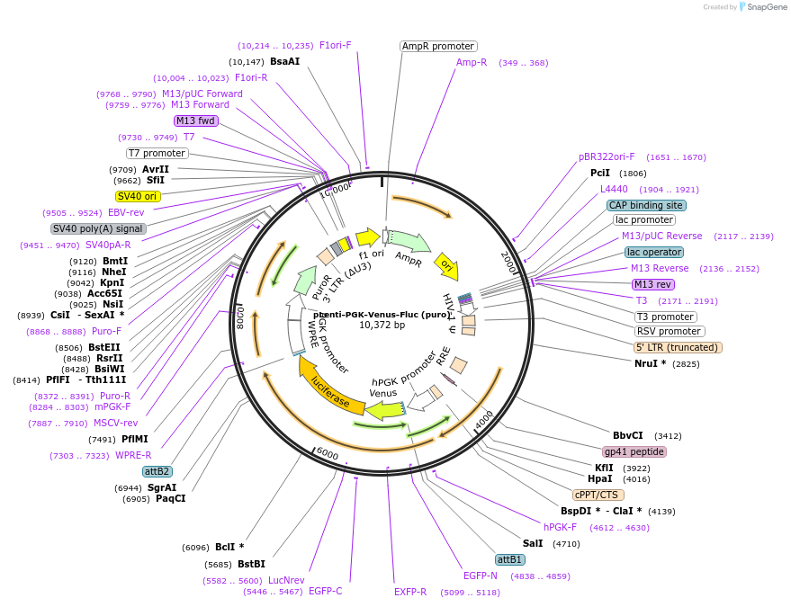 140328-plasmid-map-sequence-id-311560