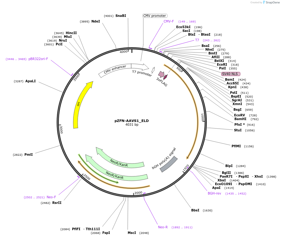 159297-plasmid-map-sequence-id-311561