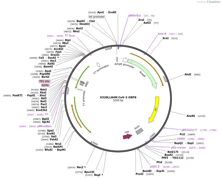 159934-plasmid-map-sequence-id-311563