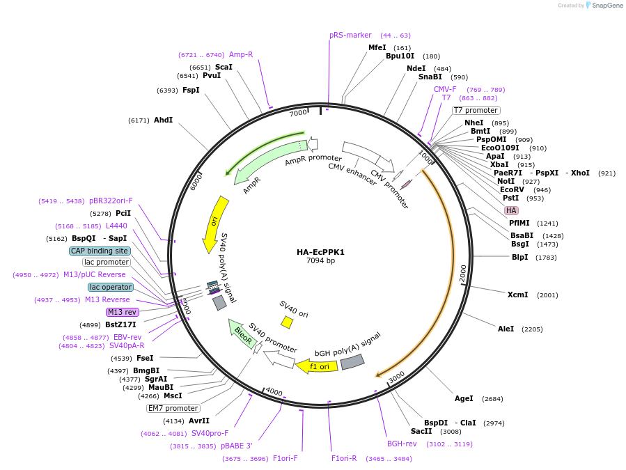 159279-plasmid-map-sequence-id-311568