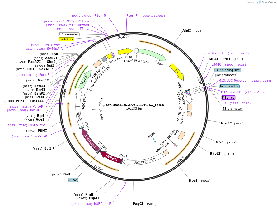 135237-plasmid-map-sequence-id-311572