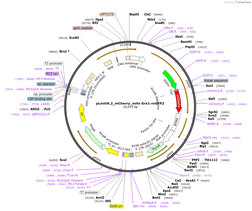 155044-plasmid-map-sequence-id-311573