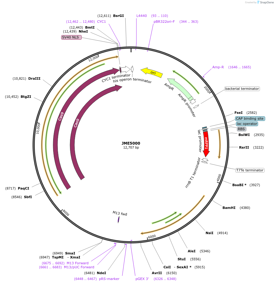 129661-plasmid-map-sequence-id-311574