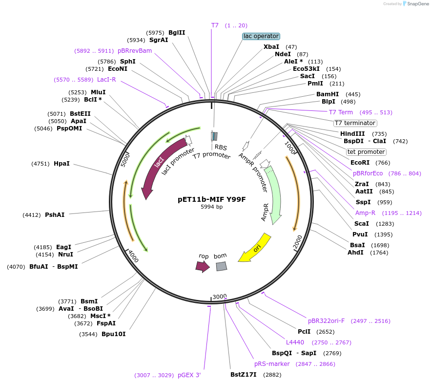 149439-plasmid-map-sequence-id-311578