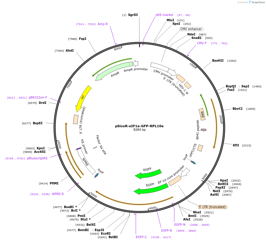 159890-plasmid-map-sequence-id-311591