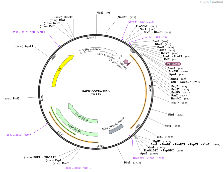 159298-plasmid-map-sequence-id-311594