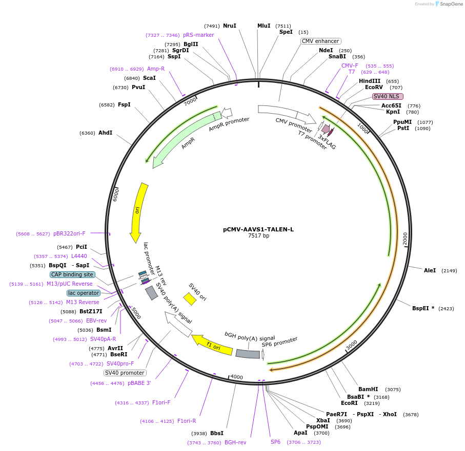 159299-plasmid-map-sequence-id-311595