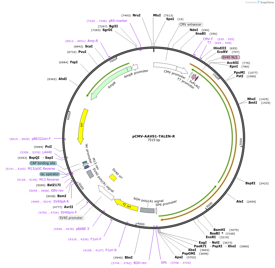 159300-plasmid-map-sequence-id-311596