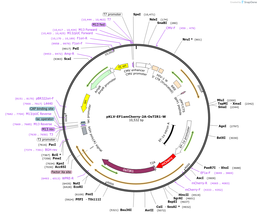 159296-plasmid-map-sequence-id-311600