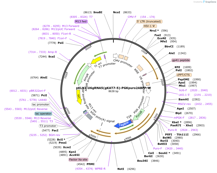 159287-plasmid-map-sequence-id-311601