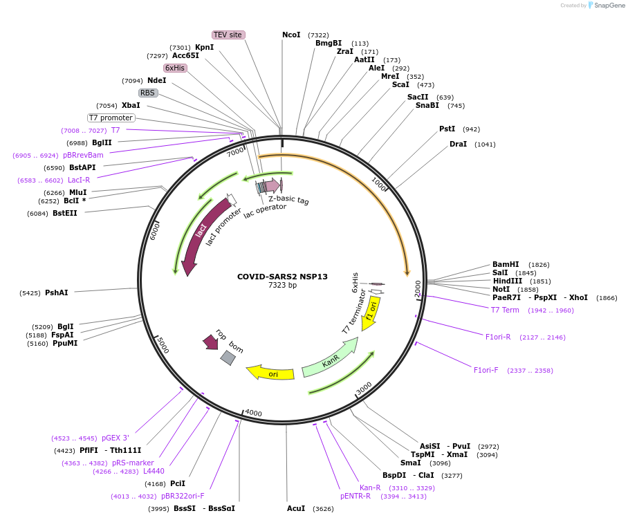 159614-plasmid-map-sequence-id-311604
