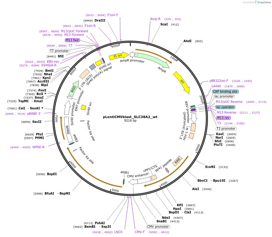 156180-plasmid-map-sequence-id-311605
