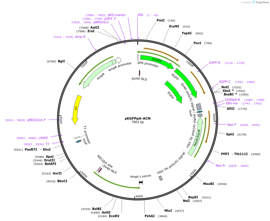 20343-plasmid-map-sequence-id-311612