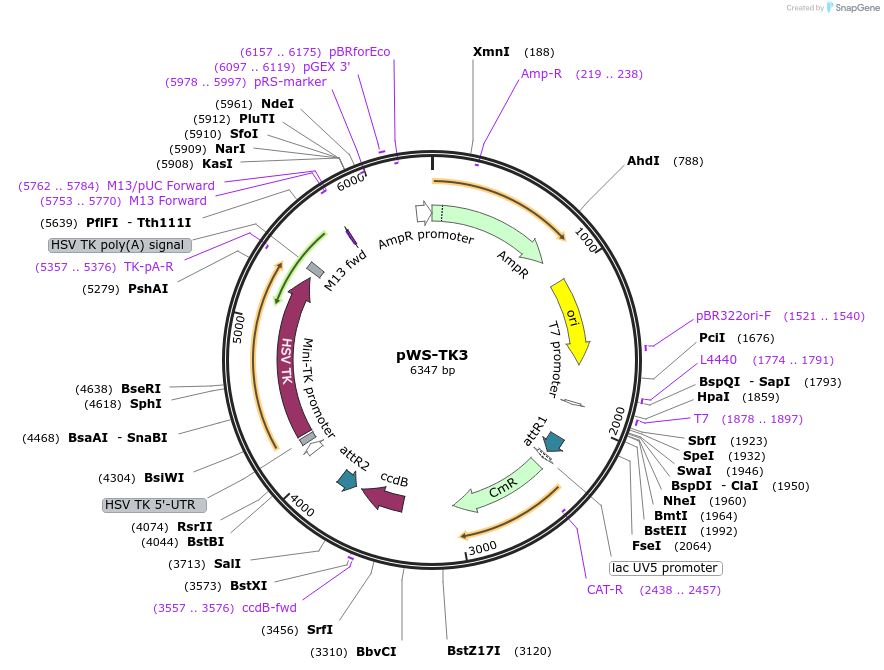 20349-plasmid-map-sequence-id-311625