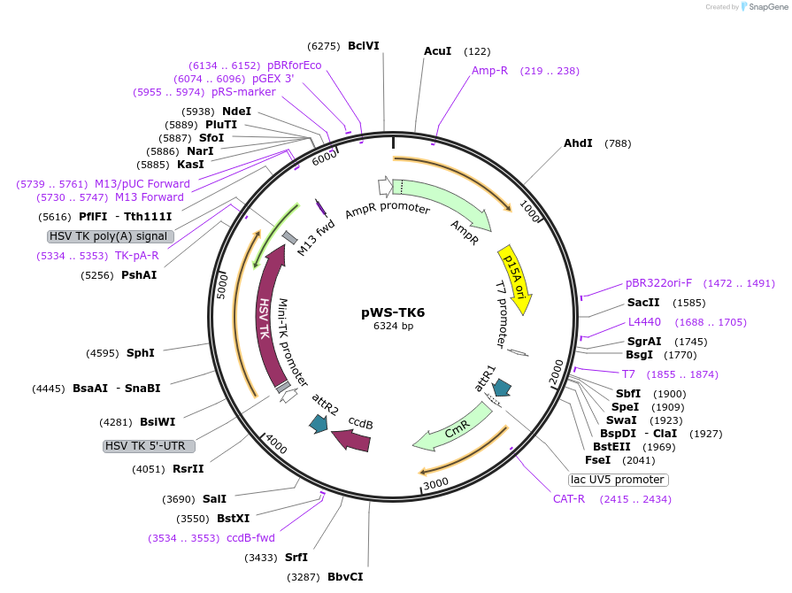 20350-plasmid-map-sequence-id-311626