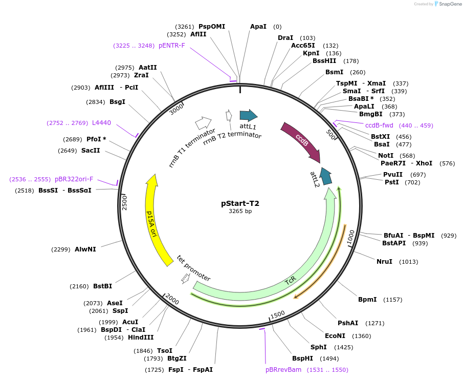 20347-plasmid-map-sequence-id-311631