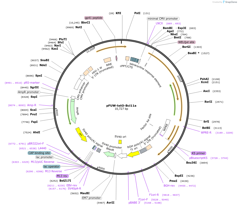 139809-plasmid-map-sequence-id-311634