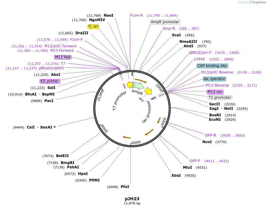 159314-plasmid-map-sequence-id-311644