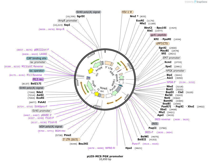 128044-plasmid-map-sequence-id-311647