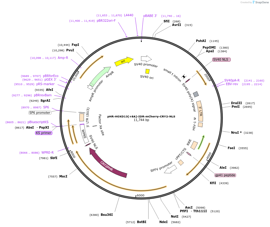 145262-plasmid-map-sequence-id-311650