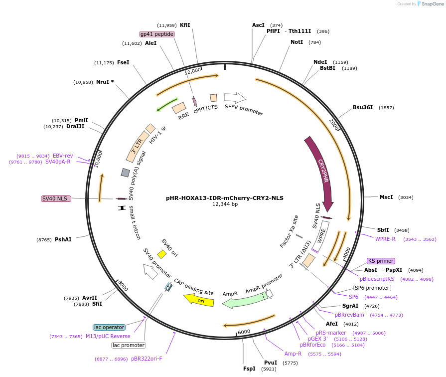 145265-plasmid-map-sequence-id-311652
