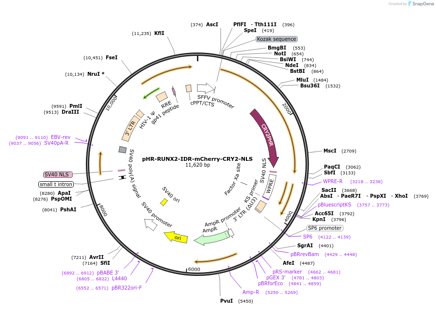 145267-plasmid-map-sequence-id-311654