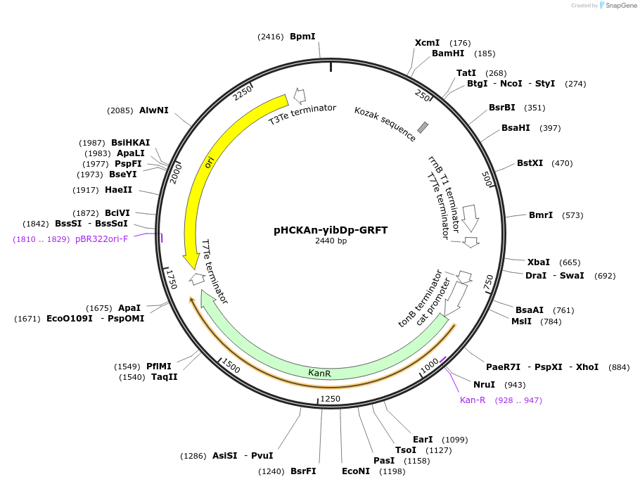 158745-plasmid-map-sequence-id-311655