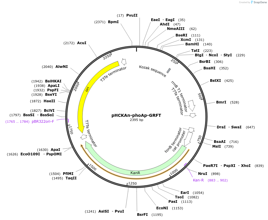 158747-plasmid-map-sequence-id-311657
