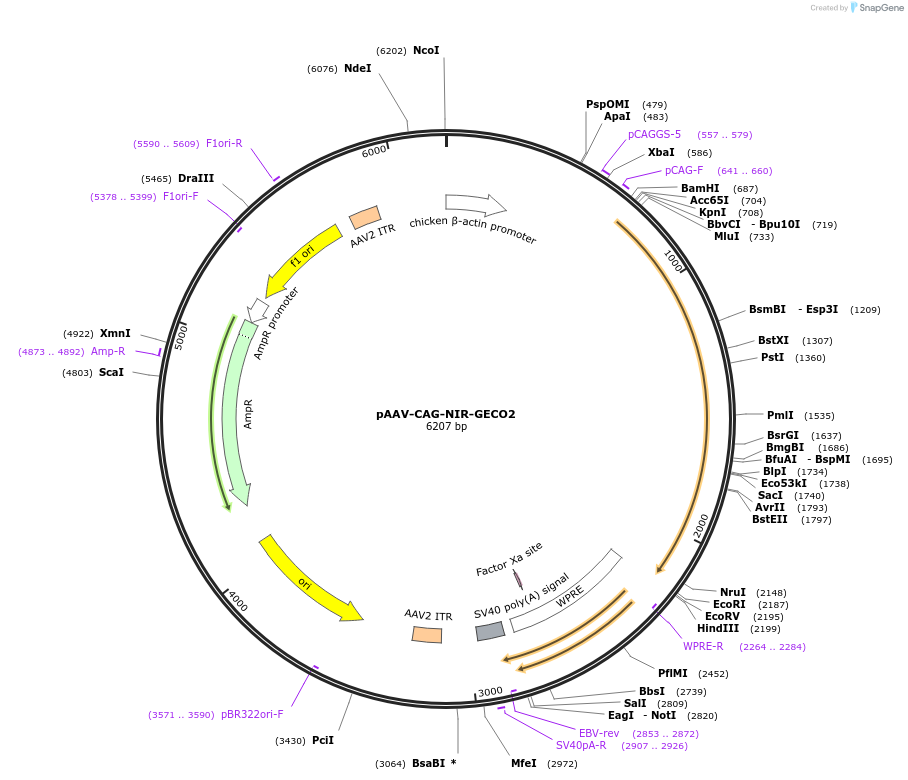 159603-plasmid-map-sequence-id-311661