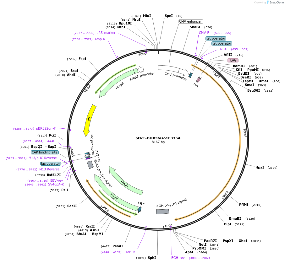 159587-plasmid-map-sequence-id-311664