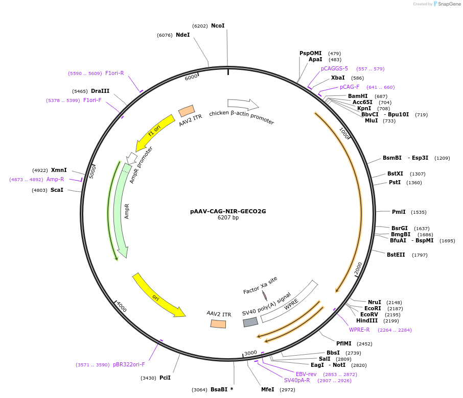 159605-plasmid-map-sequence-id-311669