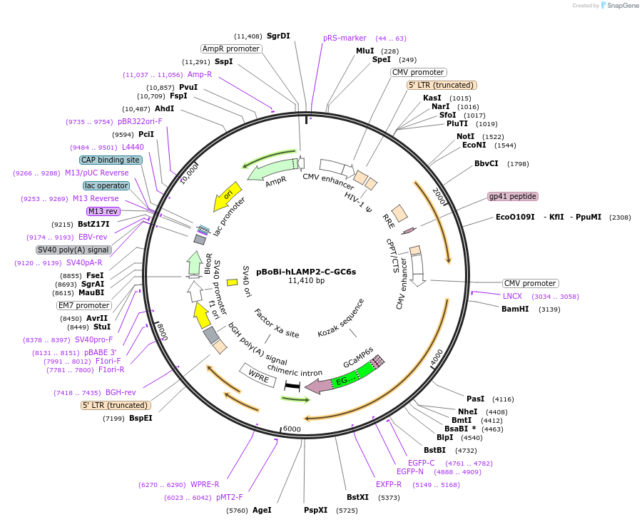 154151-plasmid-map-sequence-id-311671