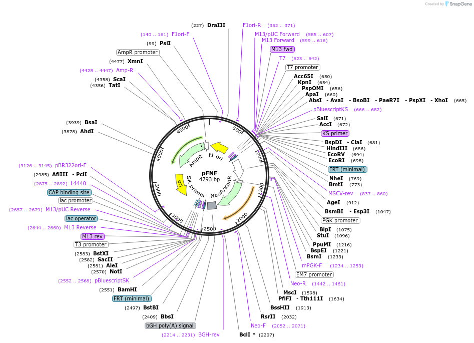 22687-plasmid-map-sequence-id-311683