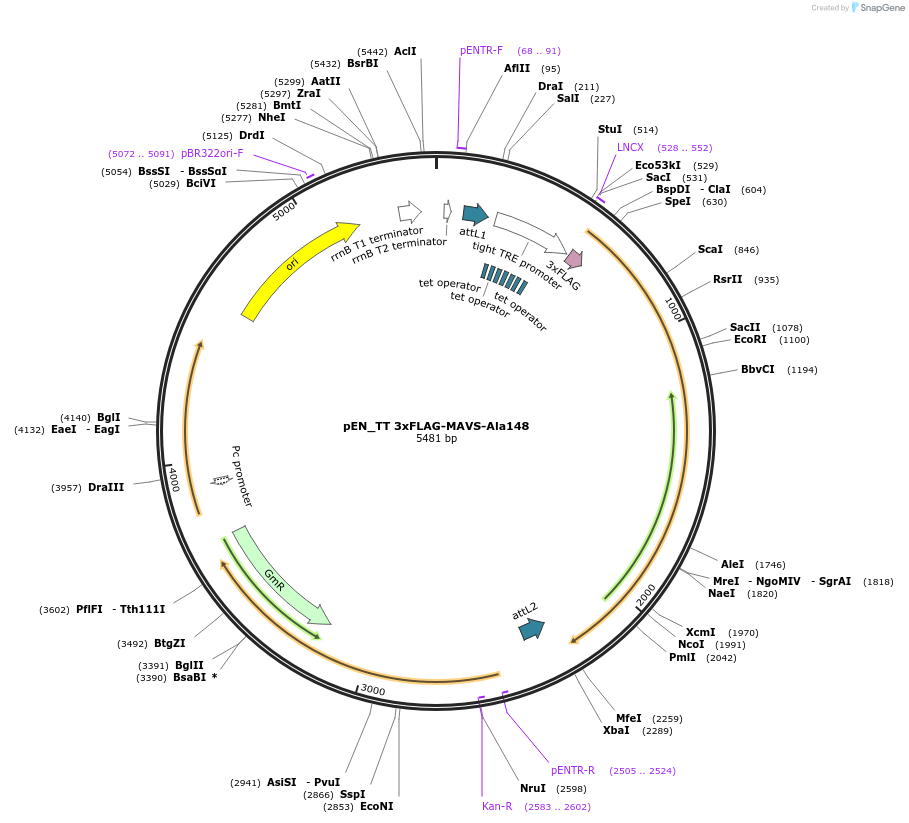 158630-plasmid-map-sequence-id-311685