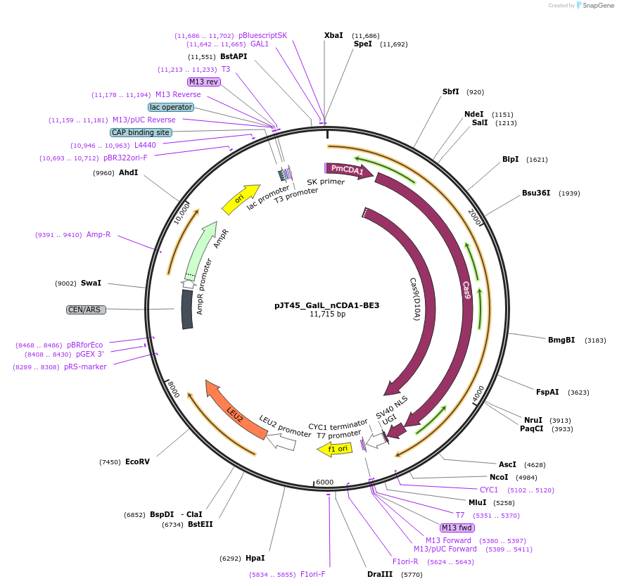 145038-plasmid-map-sequence-id-311691