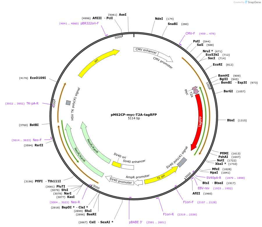 140259-plasmid-map-sequence-id-311697