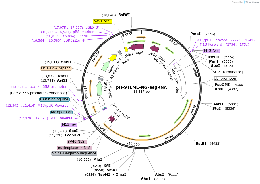 138136-plasmid-map-sequence-id-311723