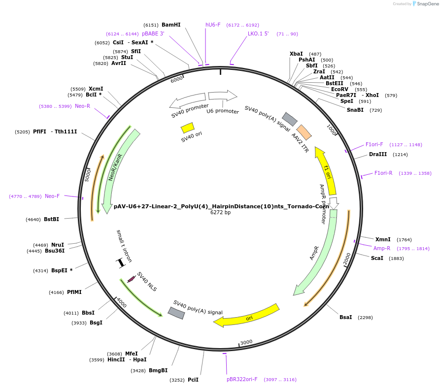159502-plasmid-map-sequence-id-311727