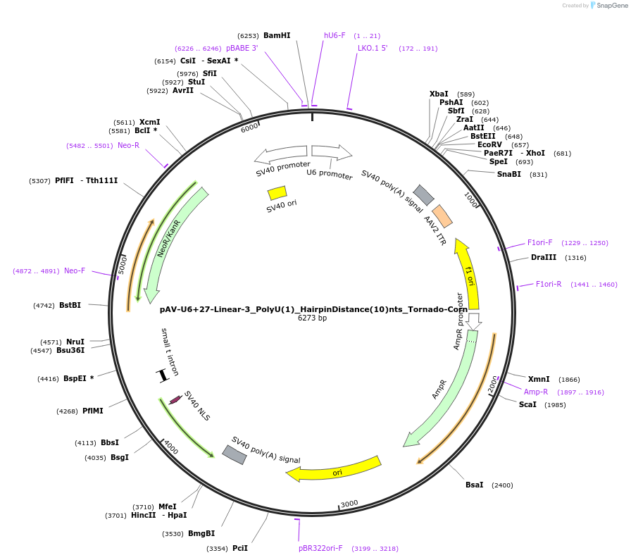 159504-plasmid-map-sequence-id-311728