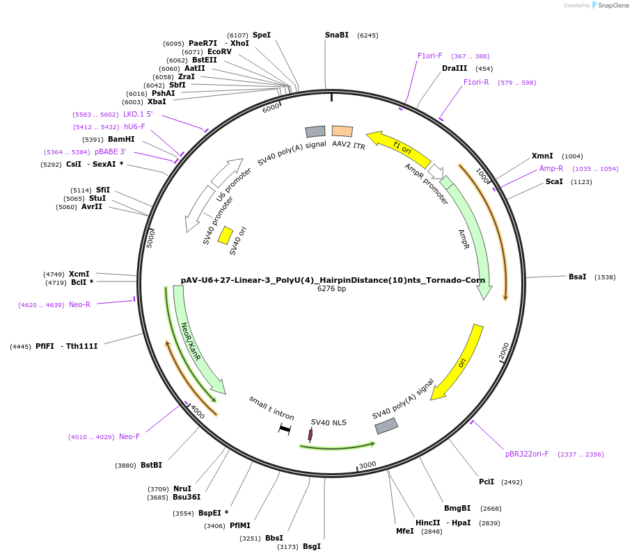 159506-plasmid-map-sequence-id-311732