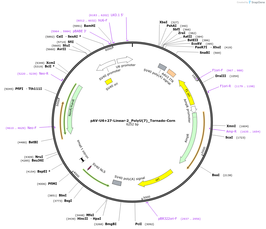159493-plasmid-map-sequence-id-311735
