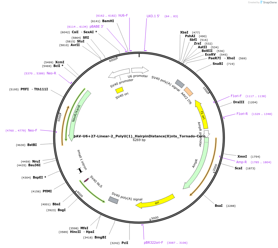 159499-plasmid-map-sequence-id-311745