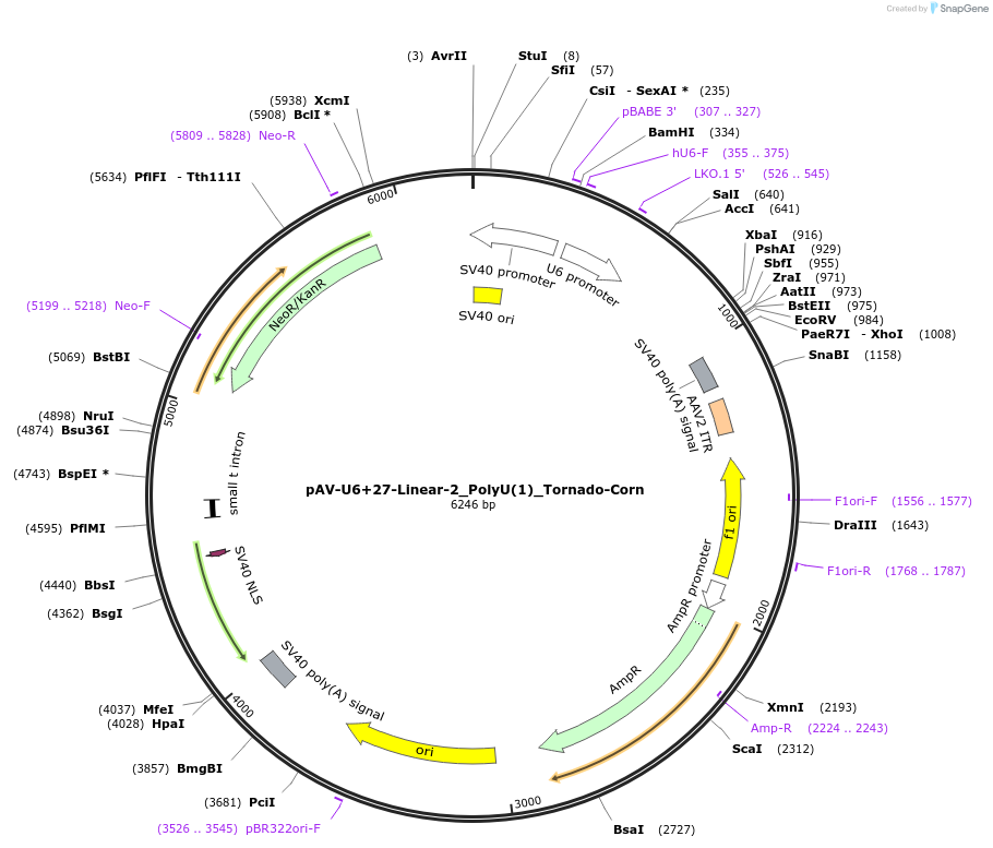 159487-plasmid-map-sequence-id-311746