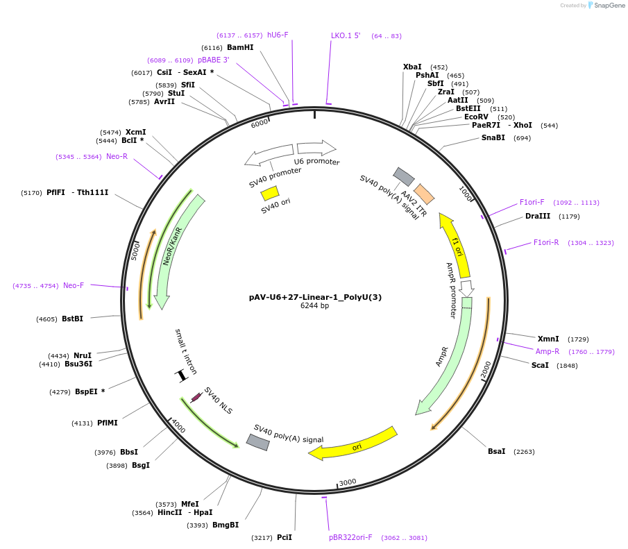 159481-plasmid-map-sequence-id-311748