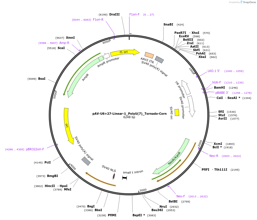 159485-plasmid-map-sequence-id-311750