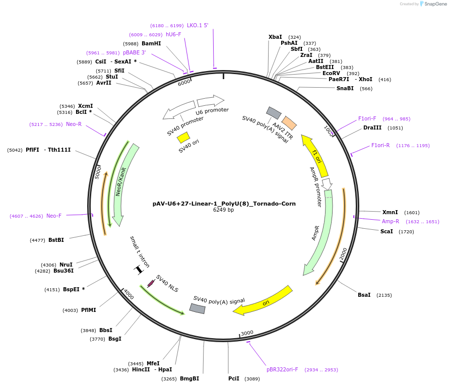 159486-plasmid-map-sequence-id-311752