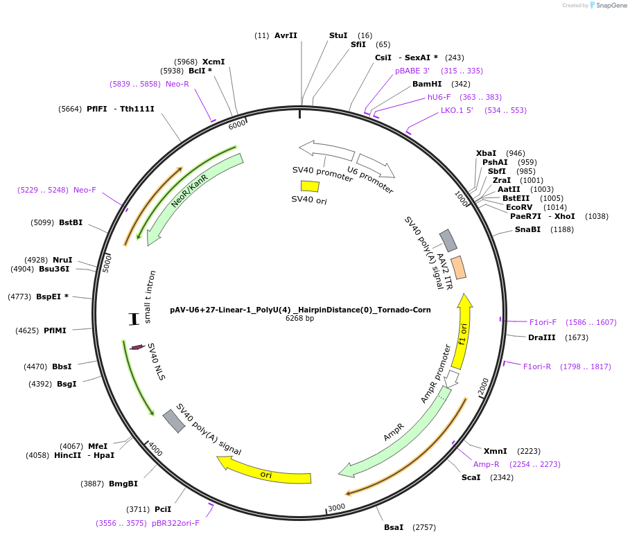 159496-plasmid-map-sequence-id-311762