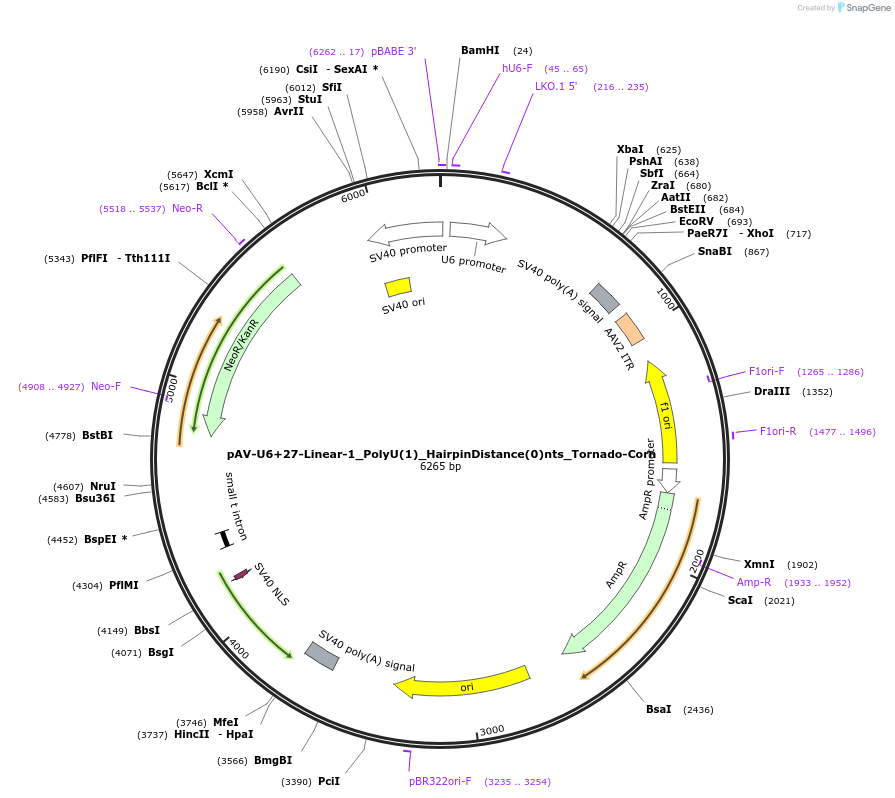159495-plasmid-map-sequence-id-311767