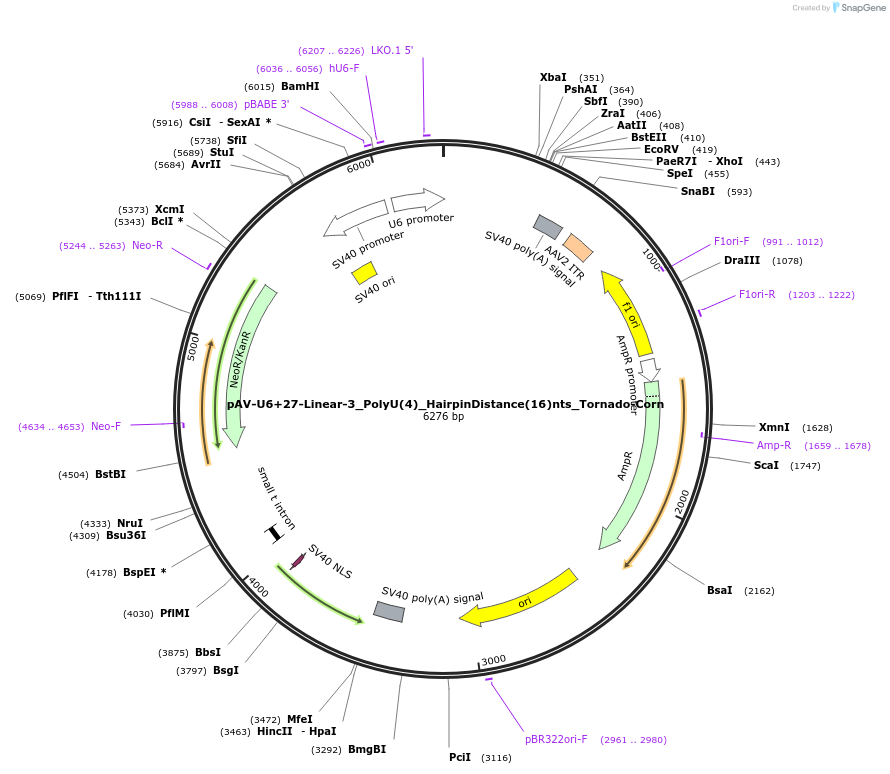159511-plasmid-map-sequence-id-311774
